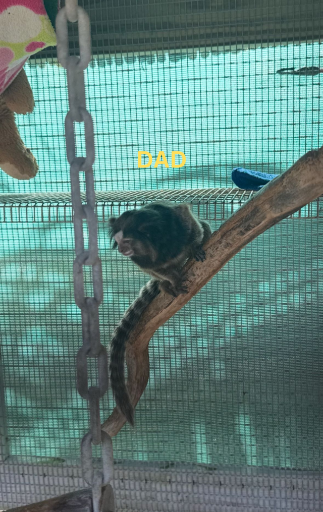 Male Geoffroy Marmoset monkey - Image 4