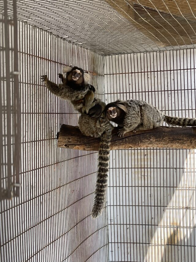 Female Marmoset Monkey - Image 3