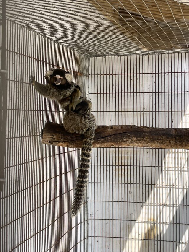 Female Marmoset Monkey - Image 2