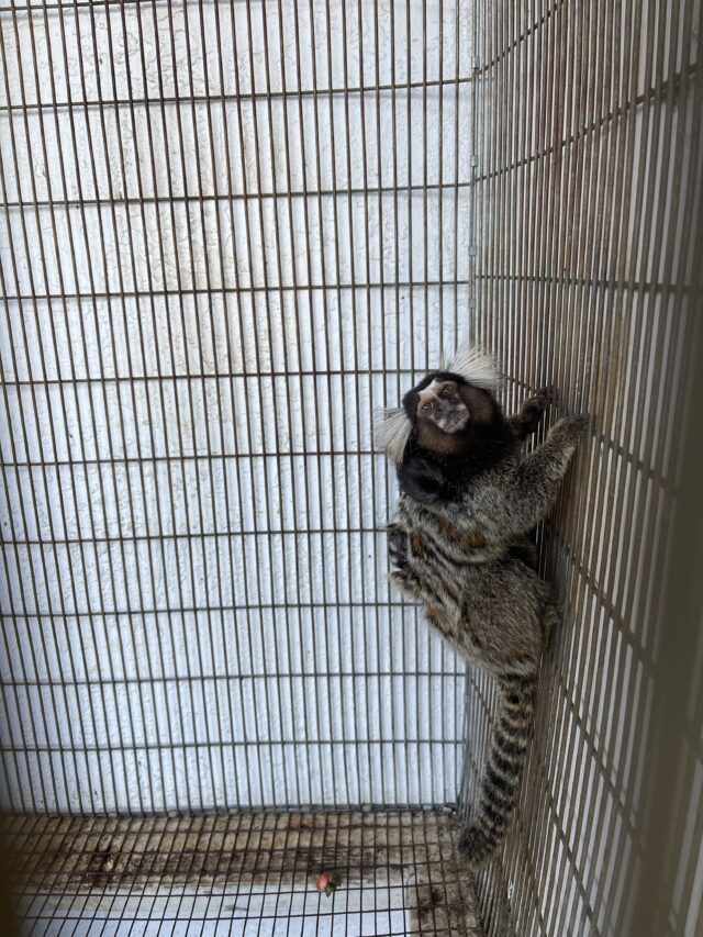 Male Marmoset Monkey - Image 4