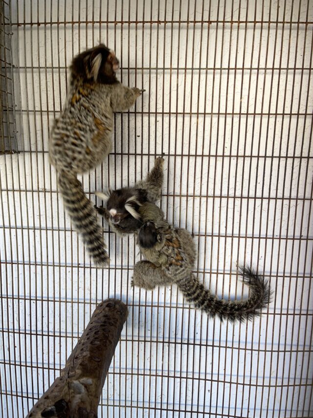 Male Marmoset Monkey - Image 5