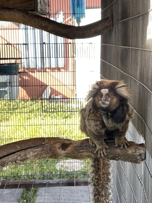 Male Marmoset Monkey - Image 6