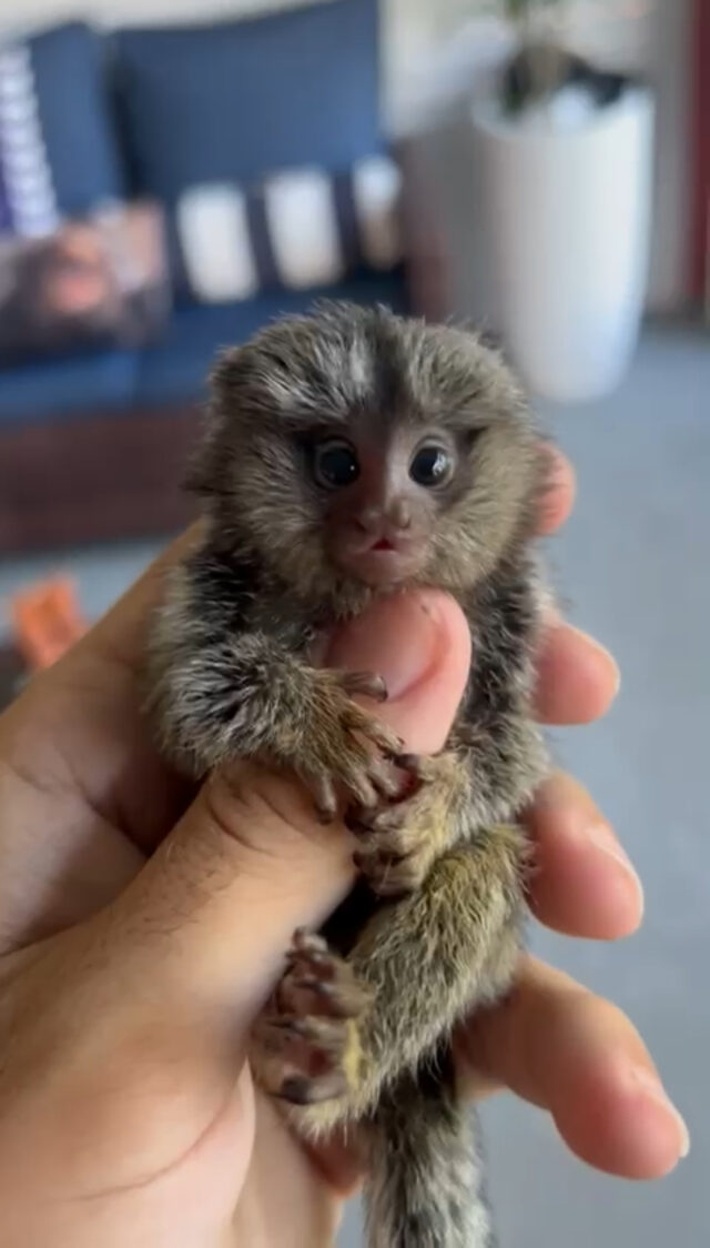 Male Marmoset Monkey
