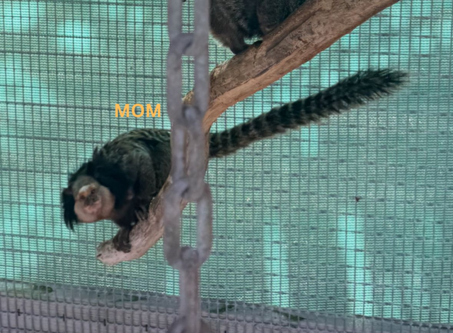 Male Geoffroy Marmoset monkey - Image 5