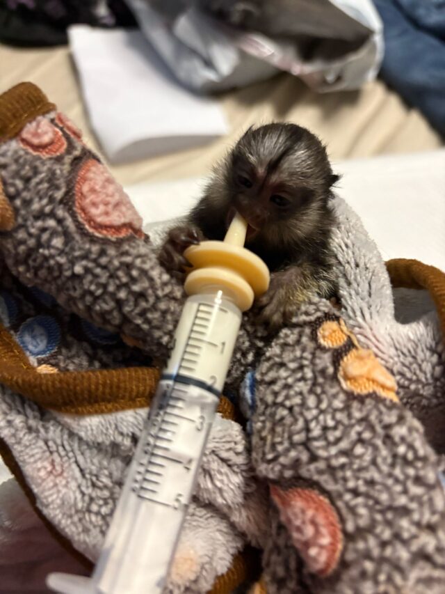 Male Geoffroy Marmoset monkey - Image 3