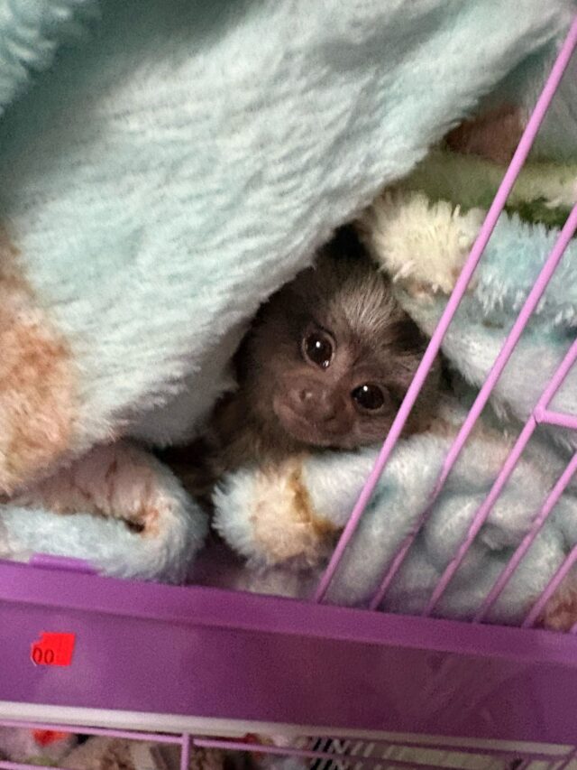 Male Geoffroy Marmoset monkey - Image 2