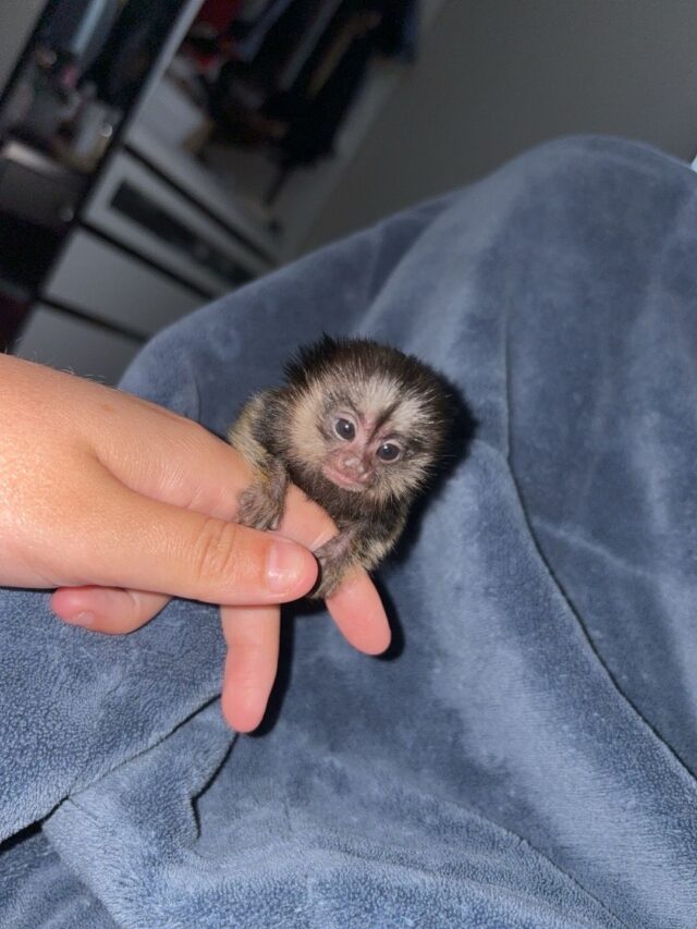 Male Geoffroy Marmoset monkey