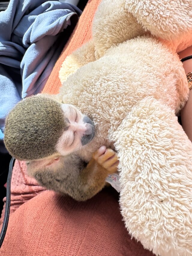 Female squirrel monkey - Image 2