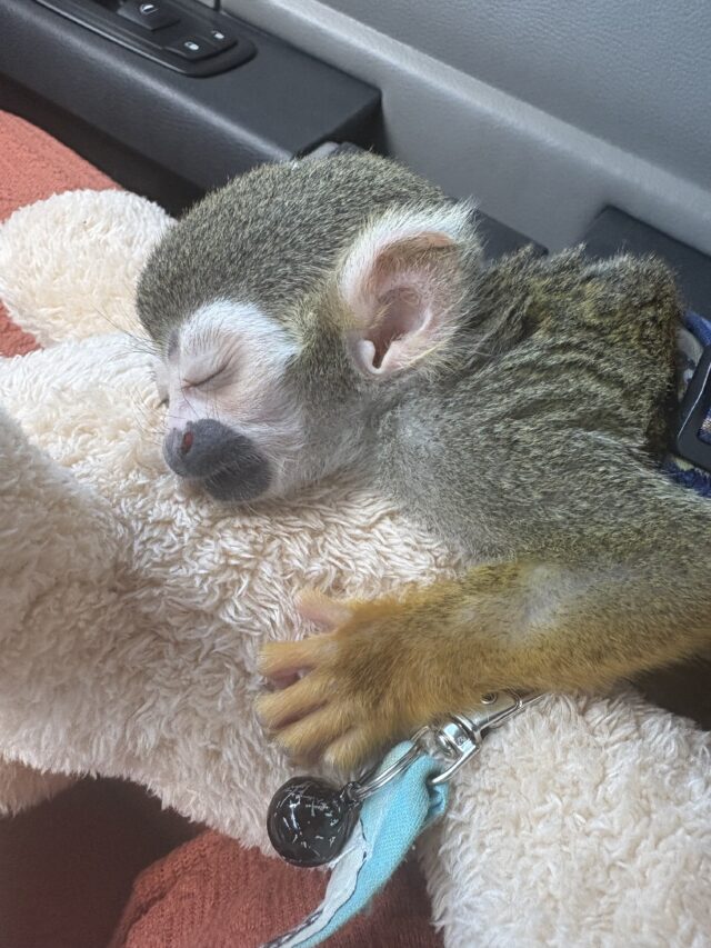 Female squirrel monkey - Image 3