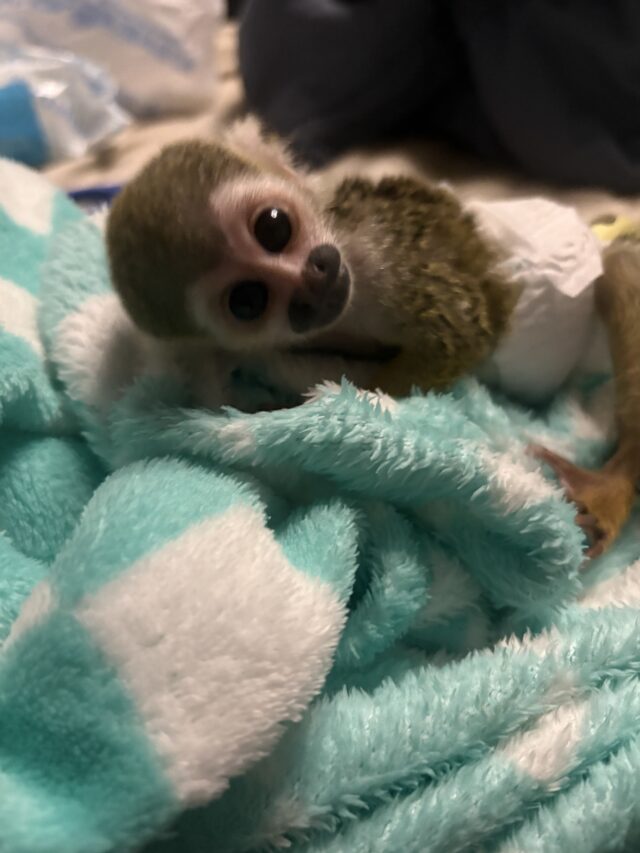 Female squirrel monkey